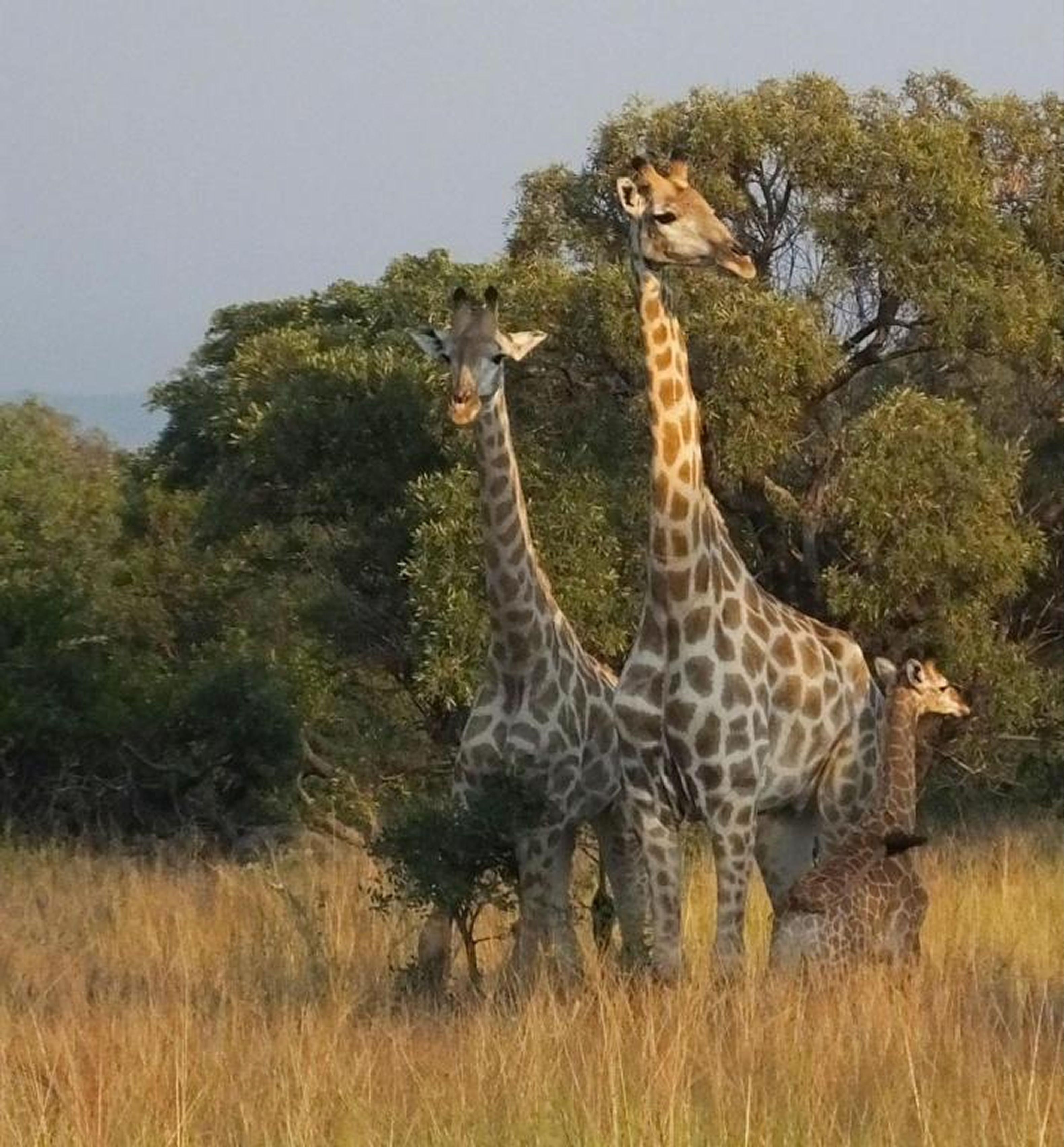 Sun Eden giraffes