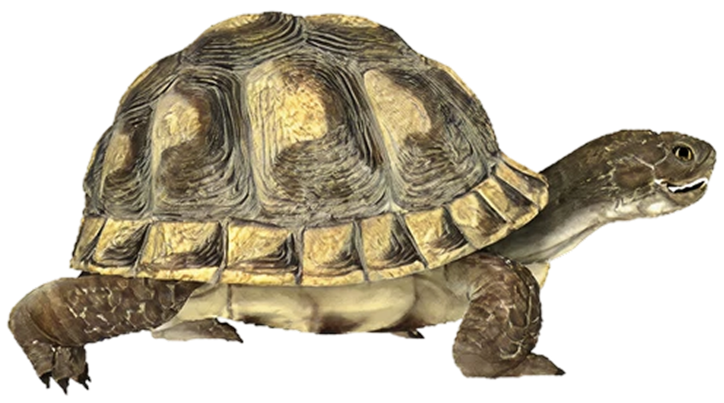 Tortoise in profile